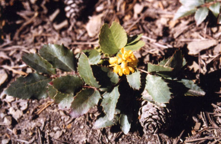 Mahonia repens