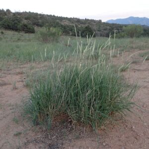 Pleuraphis jamesii
