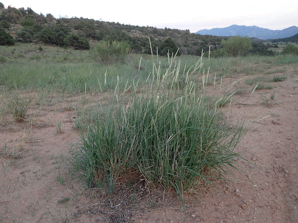 Pleuraphis jamesii
