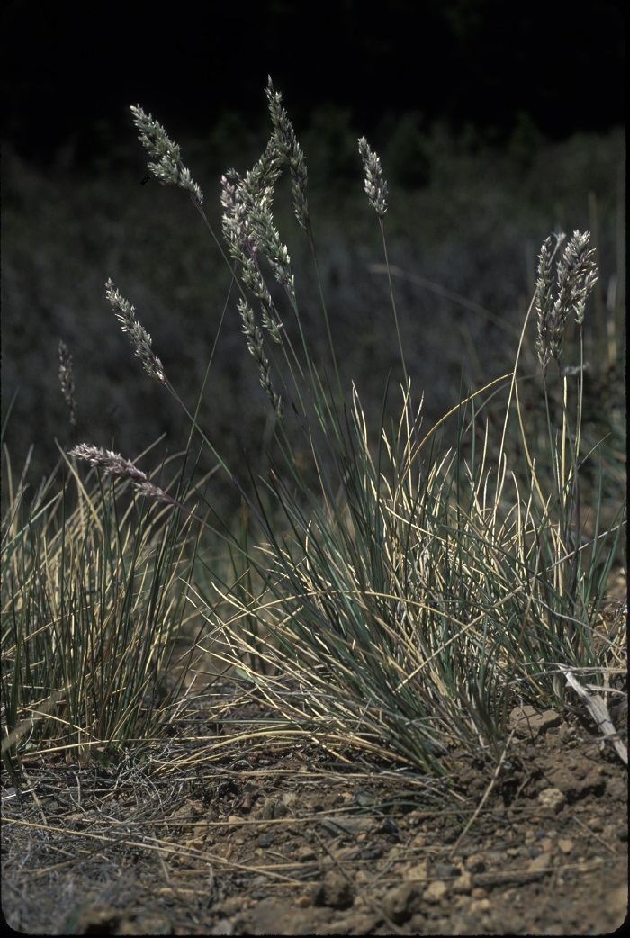 Poa fendleriana