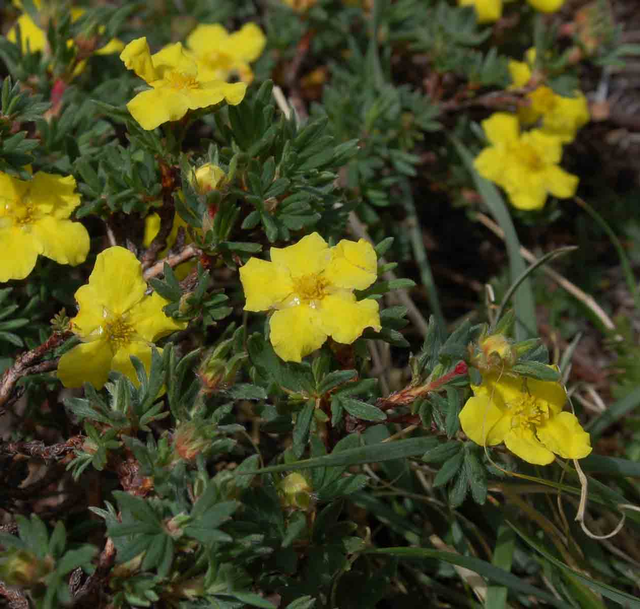 Dasiphora fruticosa