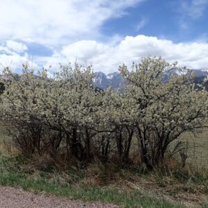 Prunus americana
