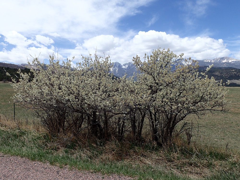 Prunus americana