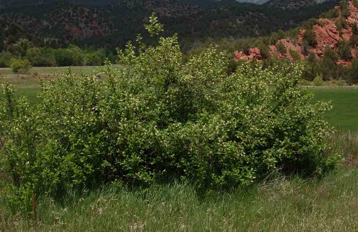 Prunus virginiana