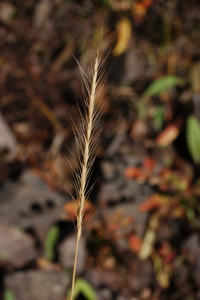 Pseudoroegneria spicata