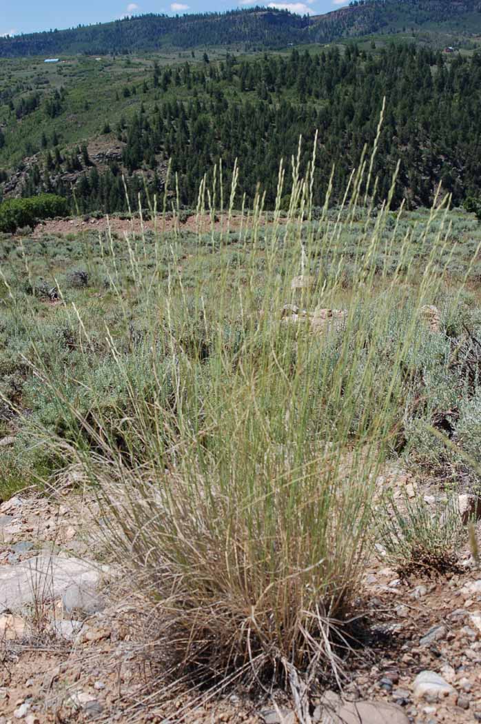 Pseudoroegneria spicata inerme