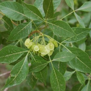 Ptelea trifoliata