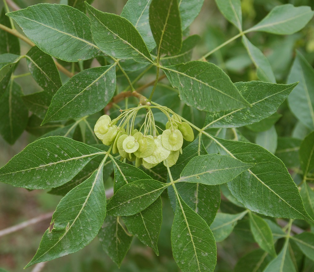 Ptelea trifoliata