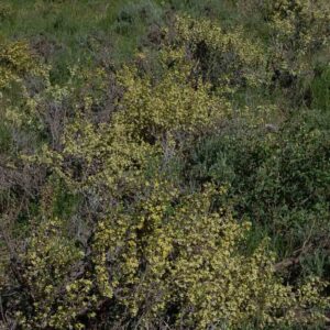 Purshia tridentata