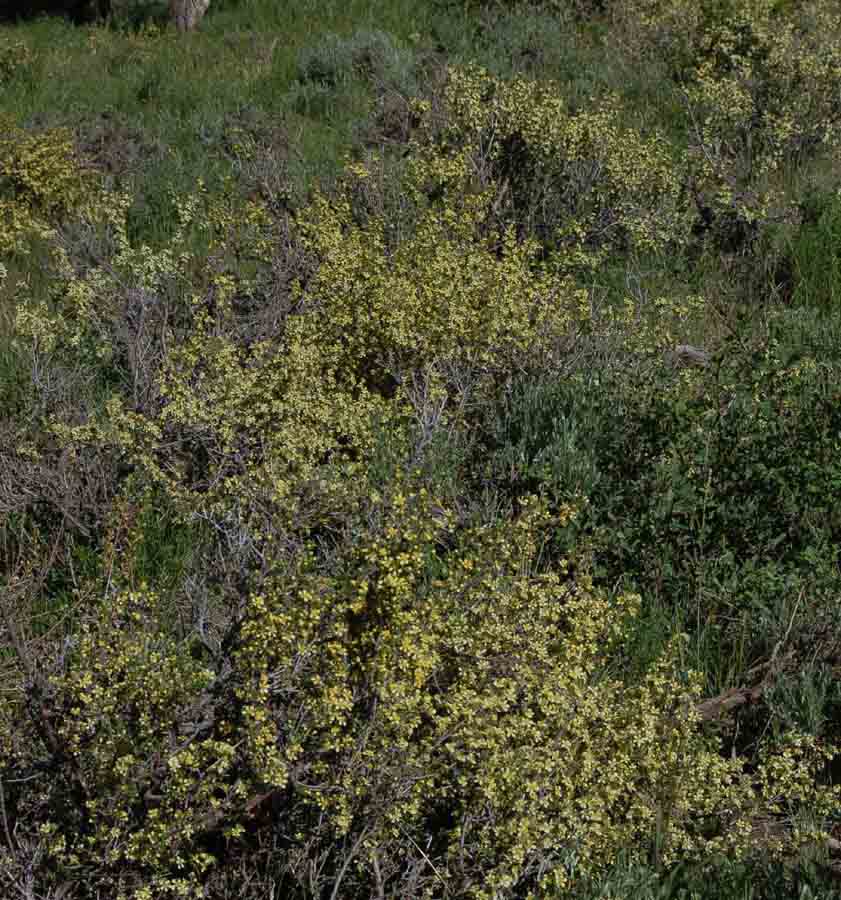 Purshia tridentata