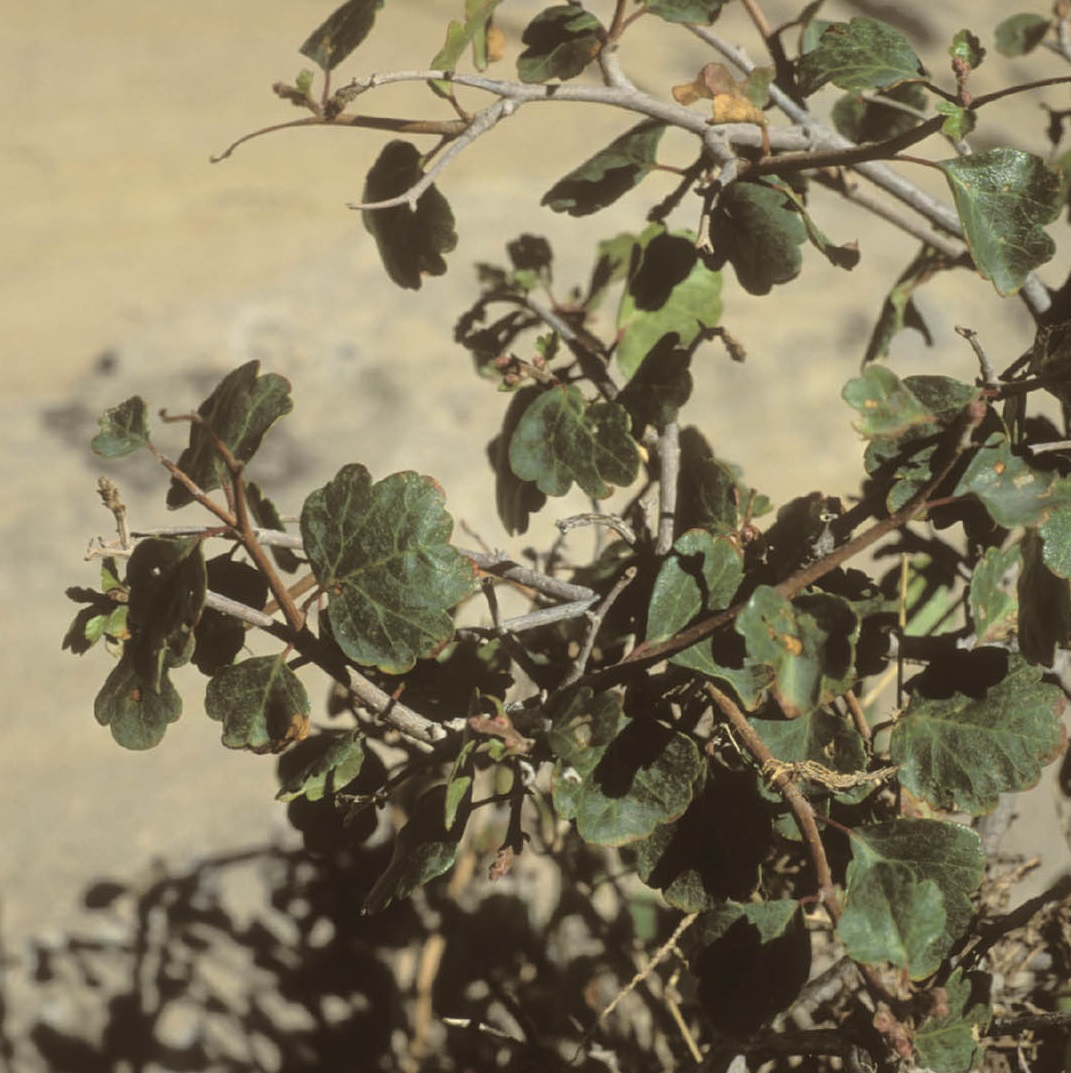 Rhus aromatica simplicifolia