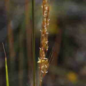 Sorghastrum nutans