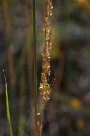 Sorghastrum nutans