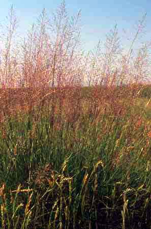 Sporobolus airoides