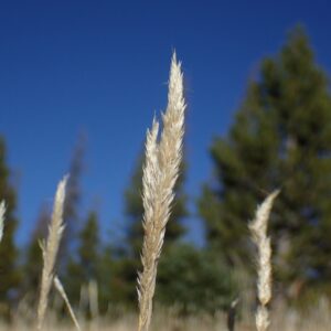 Trisetum spicatum