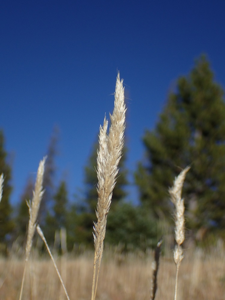 Trisetum spicatum