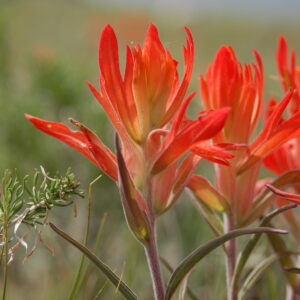 Castilleja integra