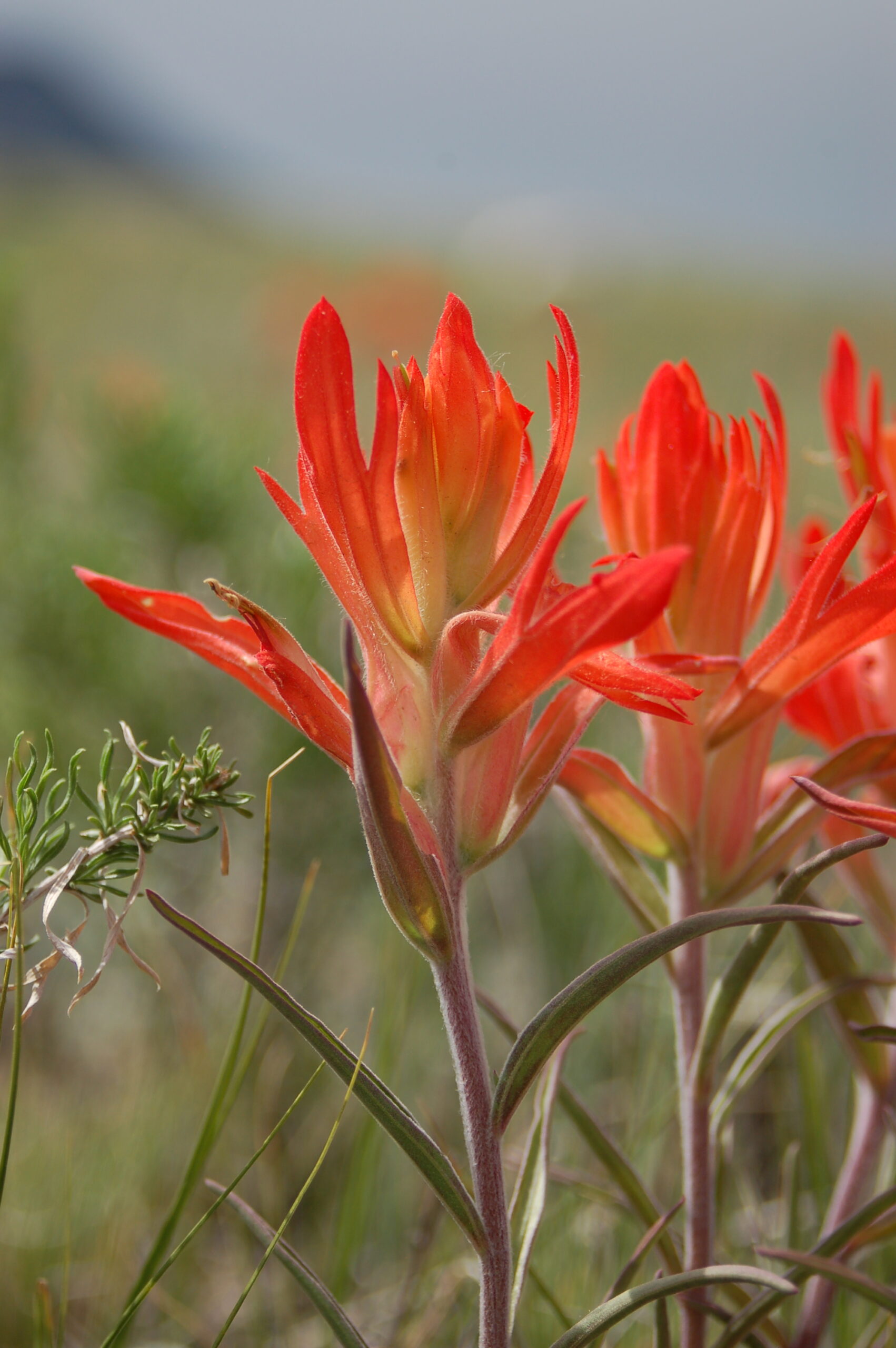 Castilleja integra