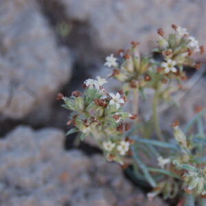Ipomopsis spicata