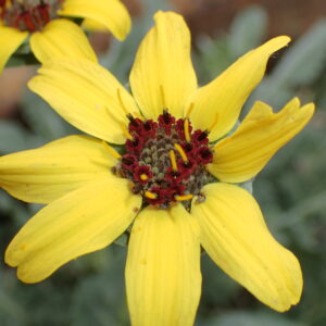 Berlandiera lyrata