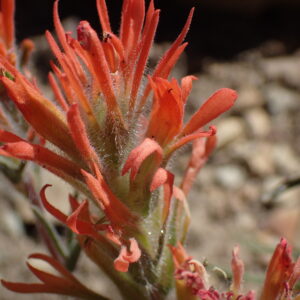 Castilleja angustifolia