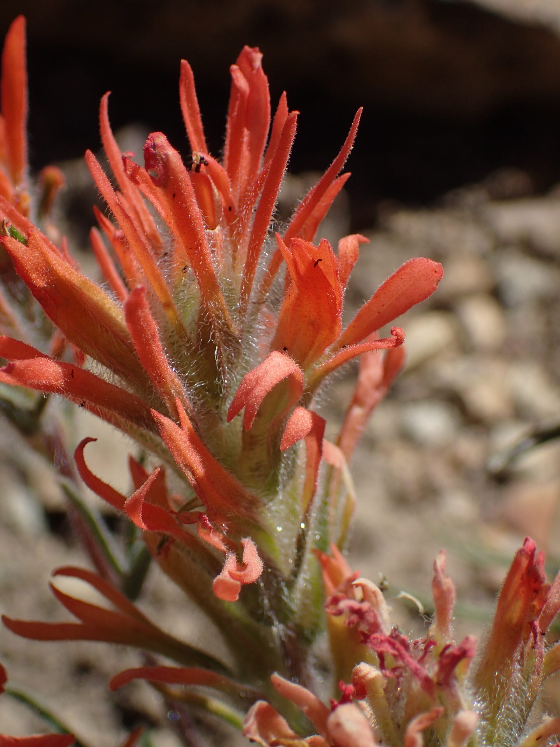 Castilleja angustifolia