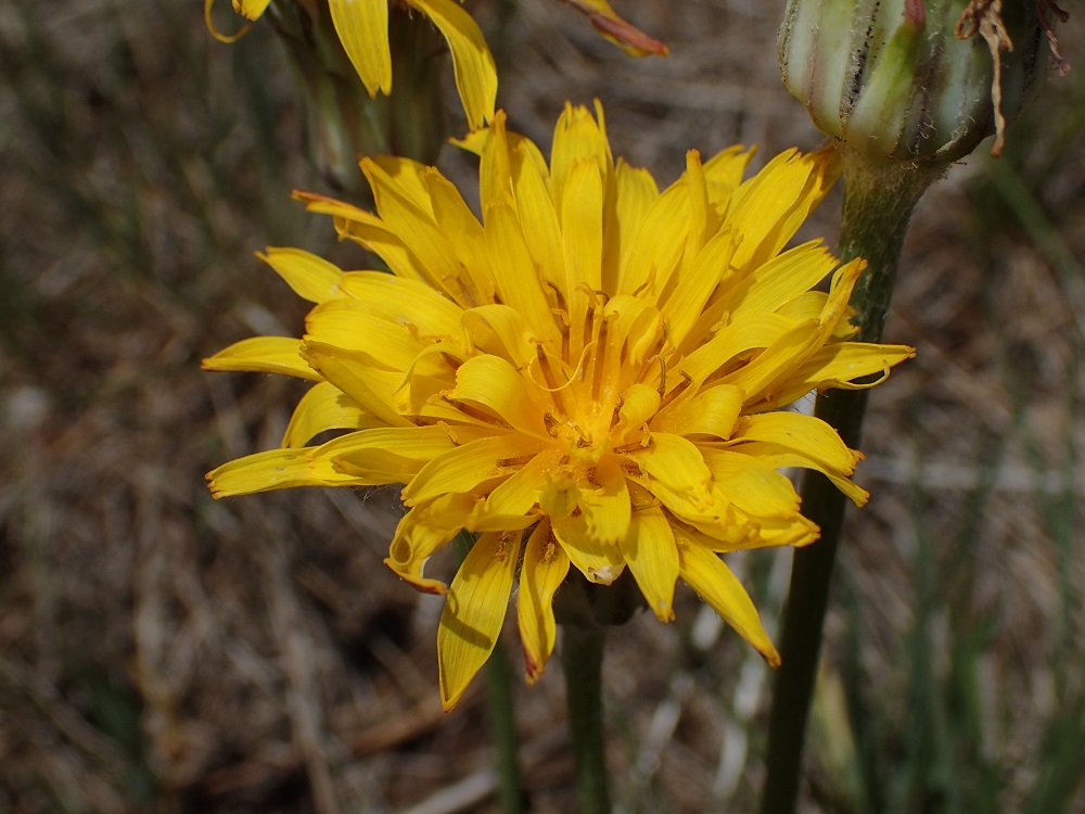 Agoseris glauca