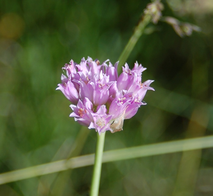 Allium geyeri