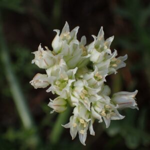 Allium textile