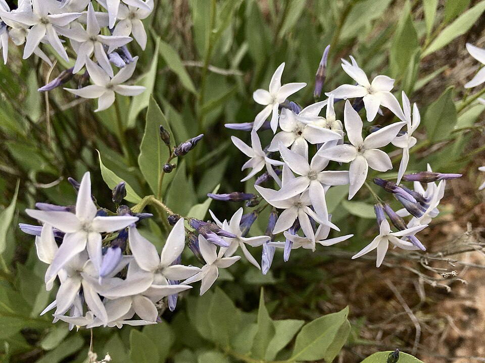 Amsonia jonesii