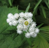 Anaphalis margaritacea