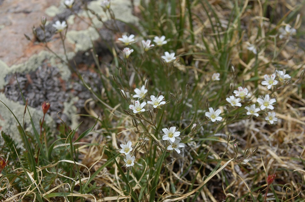 Arenaria fendleri
