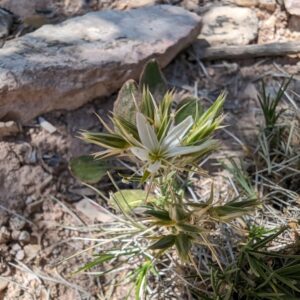Arenaria hookeri