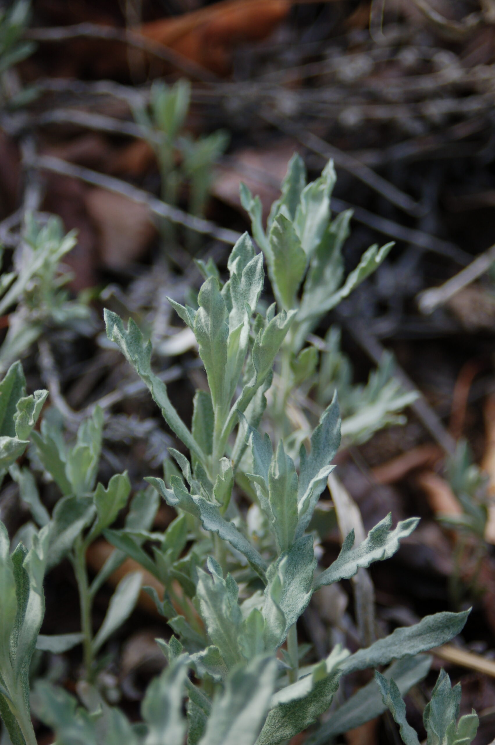 Artemisia ludoviciana