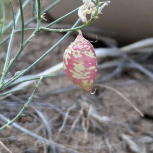 Astragalus ceramicus