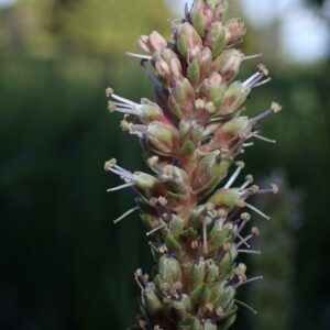 Besseya plantaginea