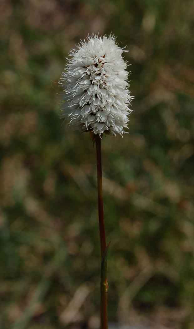 Polygonum bistortoides