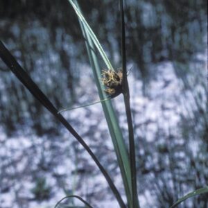 Bolboschoenus maritimus