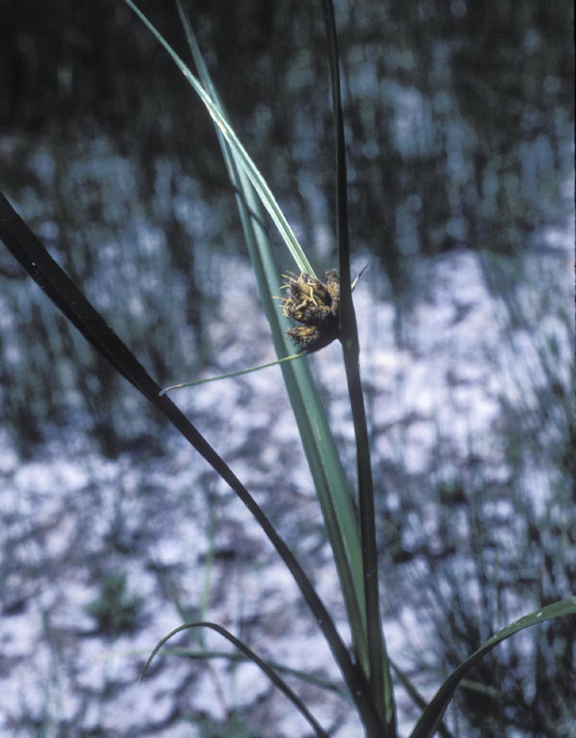High Plains Foothills Wet Meadow