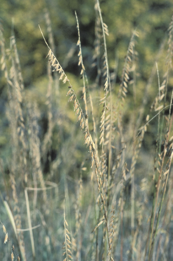 Bouteloua curtipendula