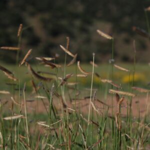 Bouteloua gracilis