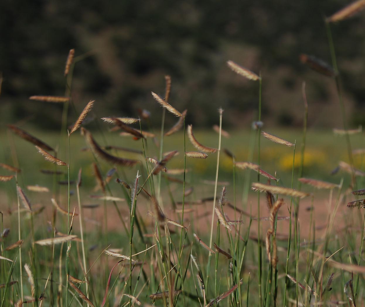 High Plains Foothills Grasses