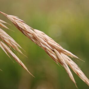 Bromus marginatus