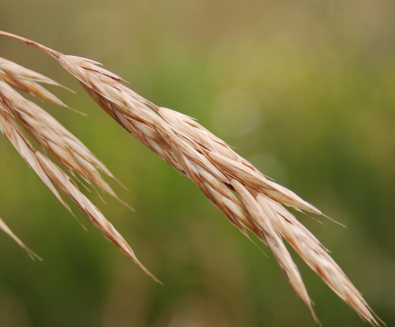Bromus marginatus