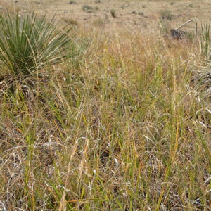 Calamovilfa longifolia