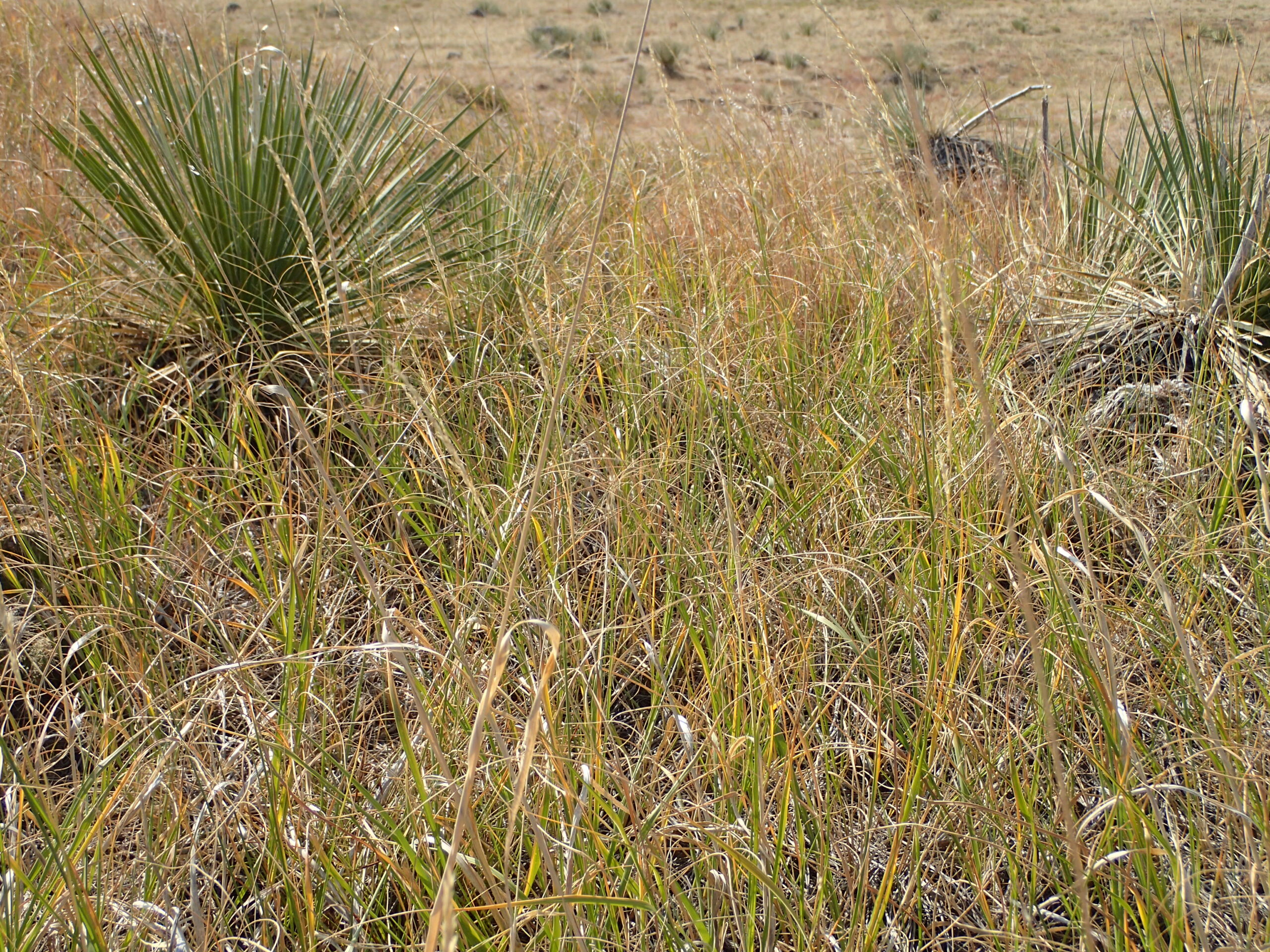Calamovilfa longifolia