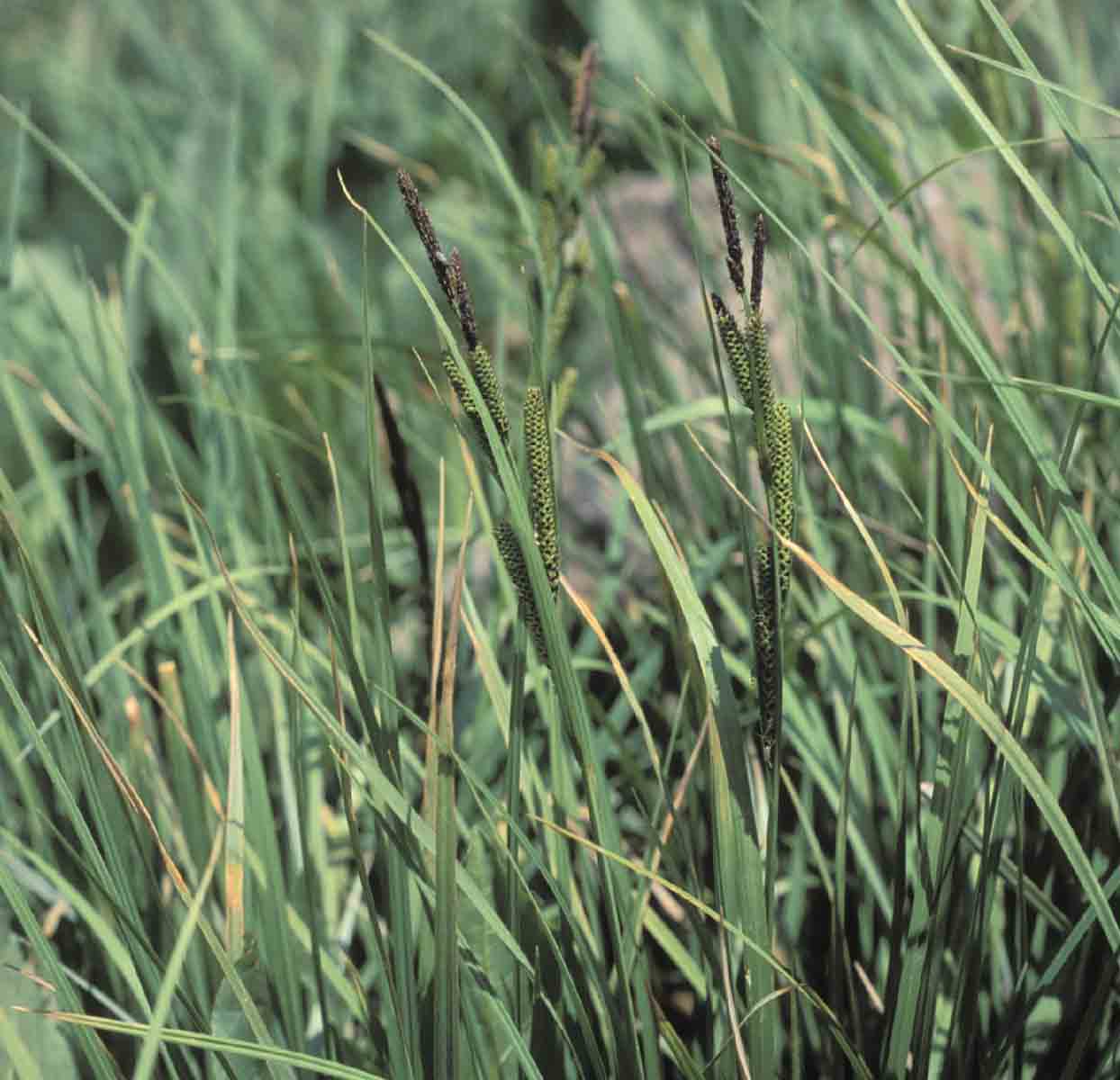 Carex aquatilis