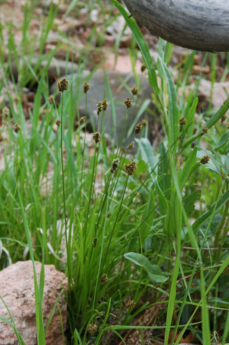 Carex microptera