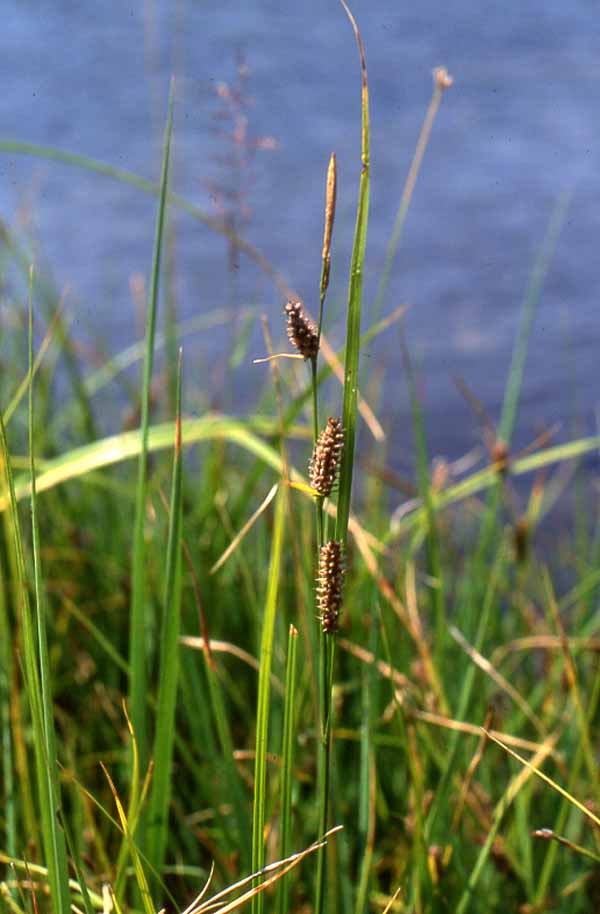 Carex pellita