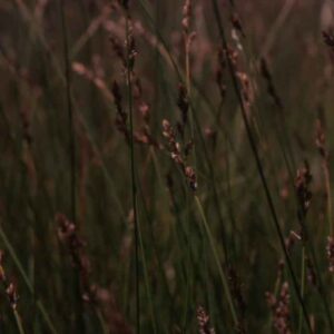 Carex praegracilis